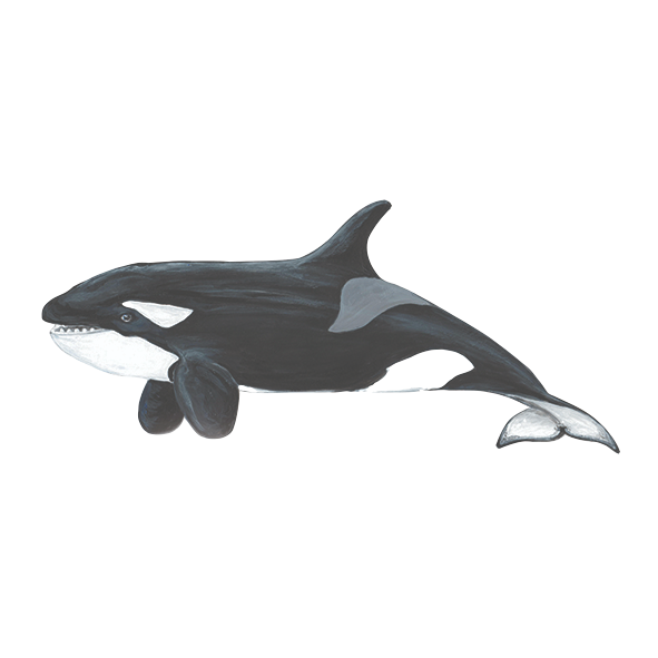 Orca