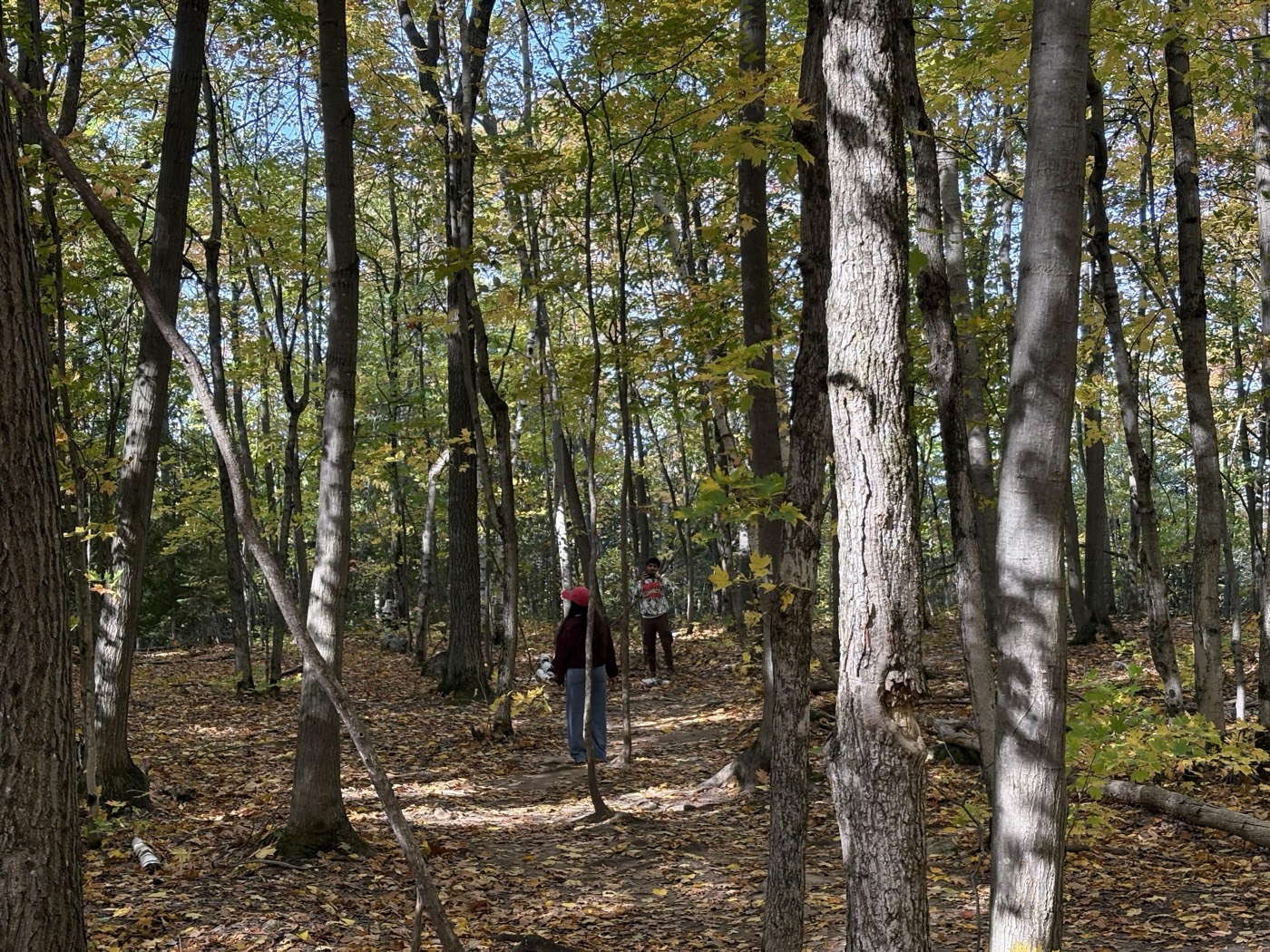 Two hikers seen from behind walking a leaf-covered forest path between birch and maple trunks, the ground scattered with roots and loose stones.